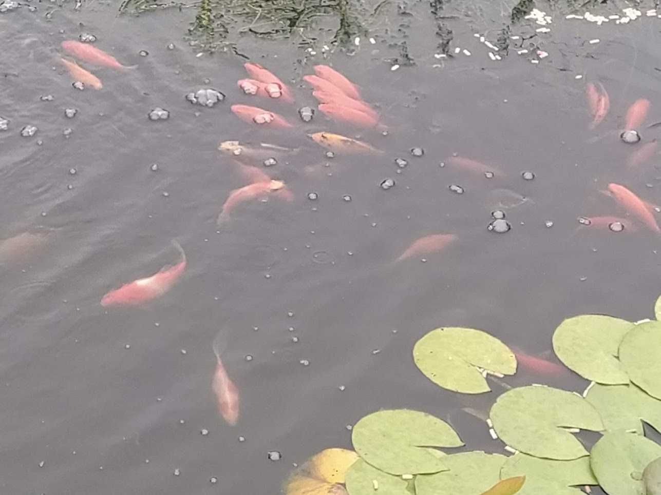 Peixes de água fria