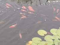 Peixes de água fria
