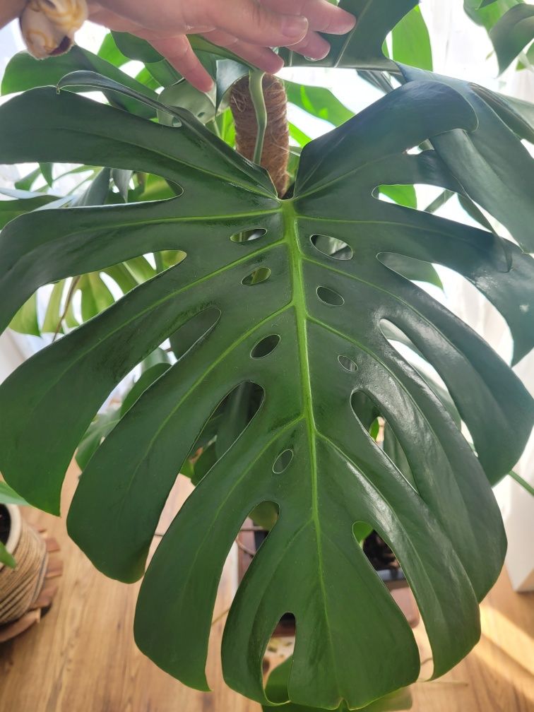 Monstera deliciosa, każdy liść idealnie dziurawy