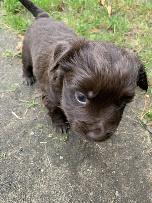 Oddam Szczeniaki za darmo