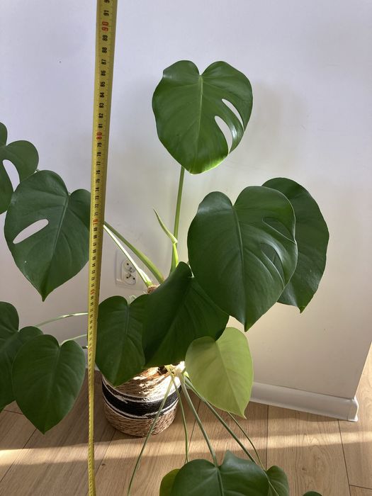 Monstera kwiat doniczkowy roslina duza