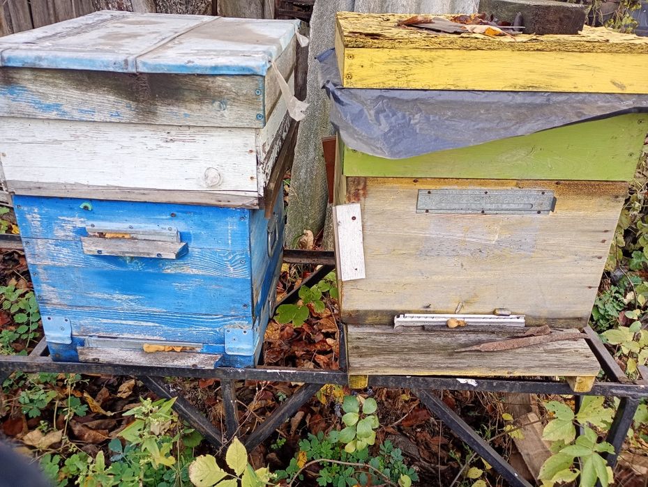 Продам добротні вулики