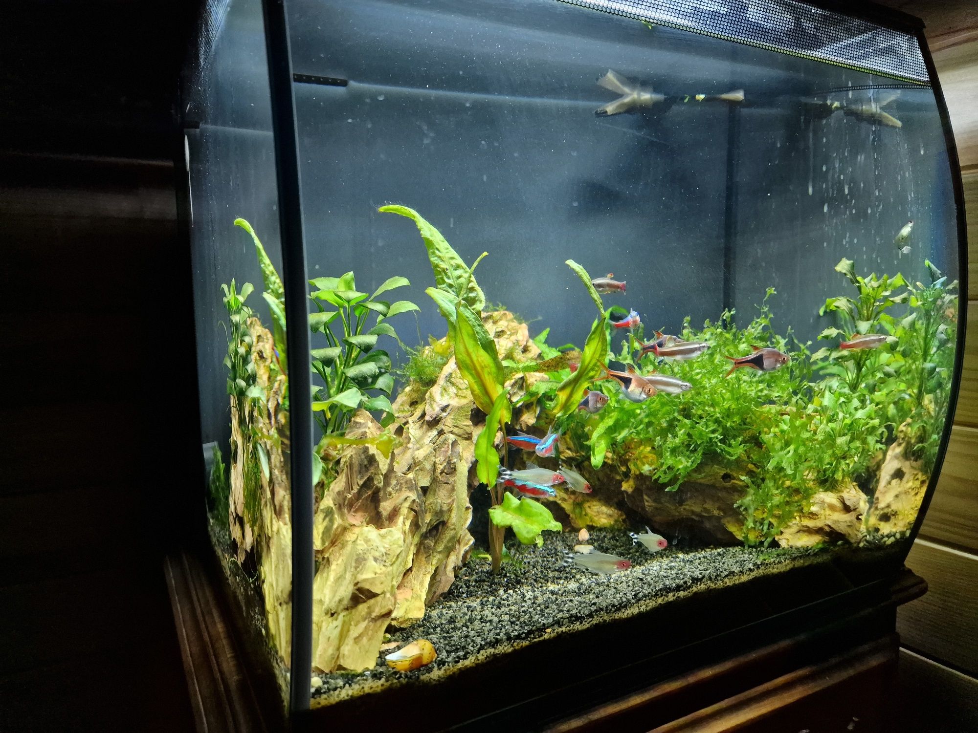 Aquário Fluval Flex 57L + extras