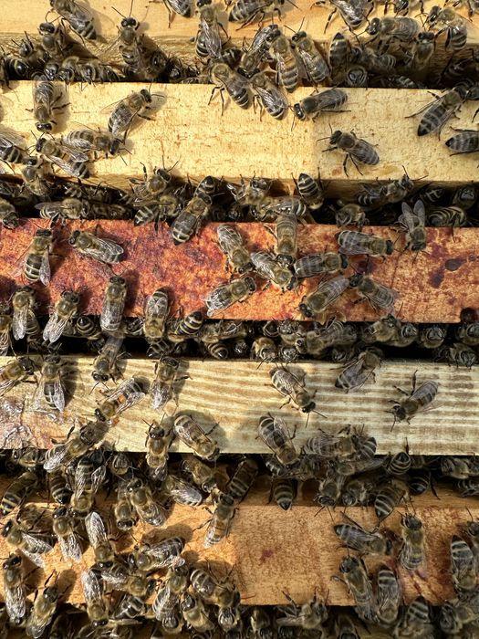 Бджолопакети карпатської породи