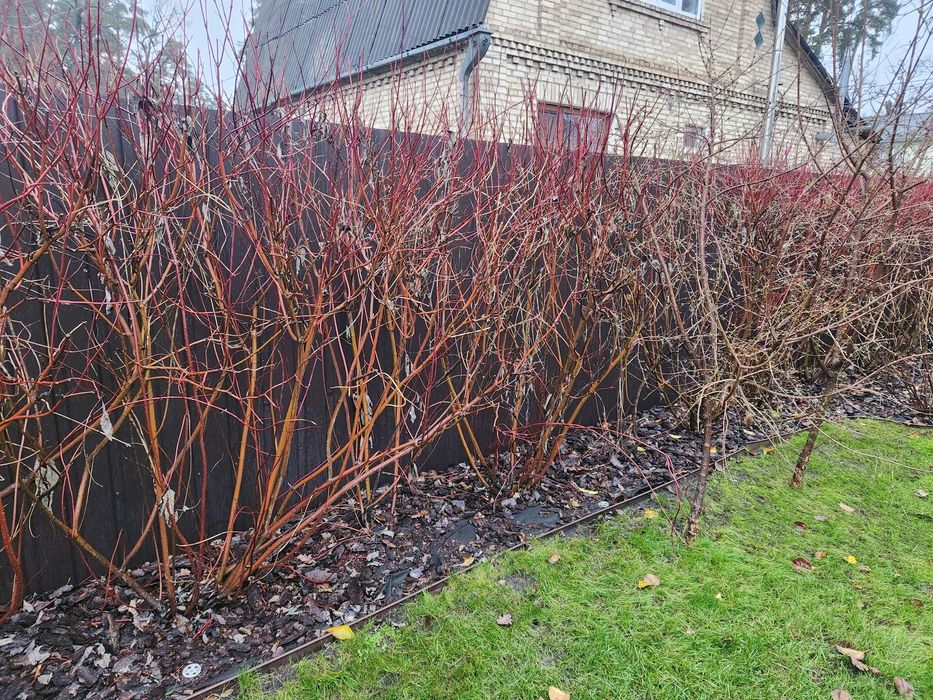 Дерен  Буча велики