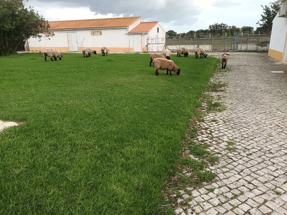 Animais de Quinta