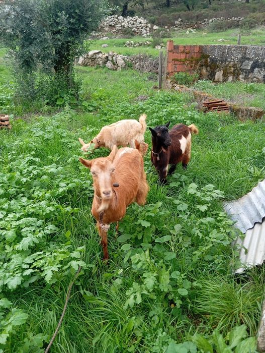 2 cabras e 1 chibo