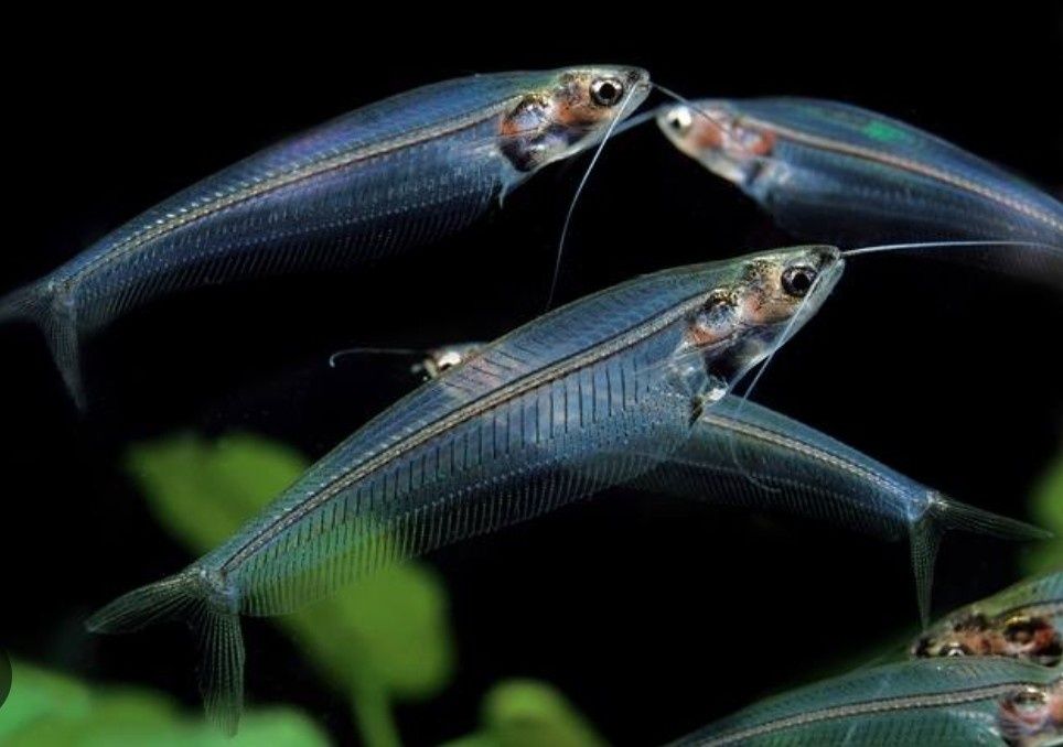 Sum szklisty Kraków (Swoszowice)