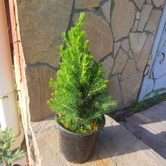 Ялинка коніка 2л горшик