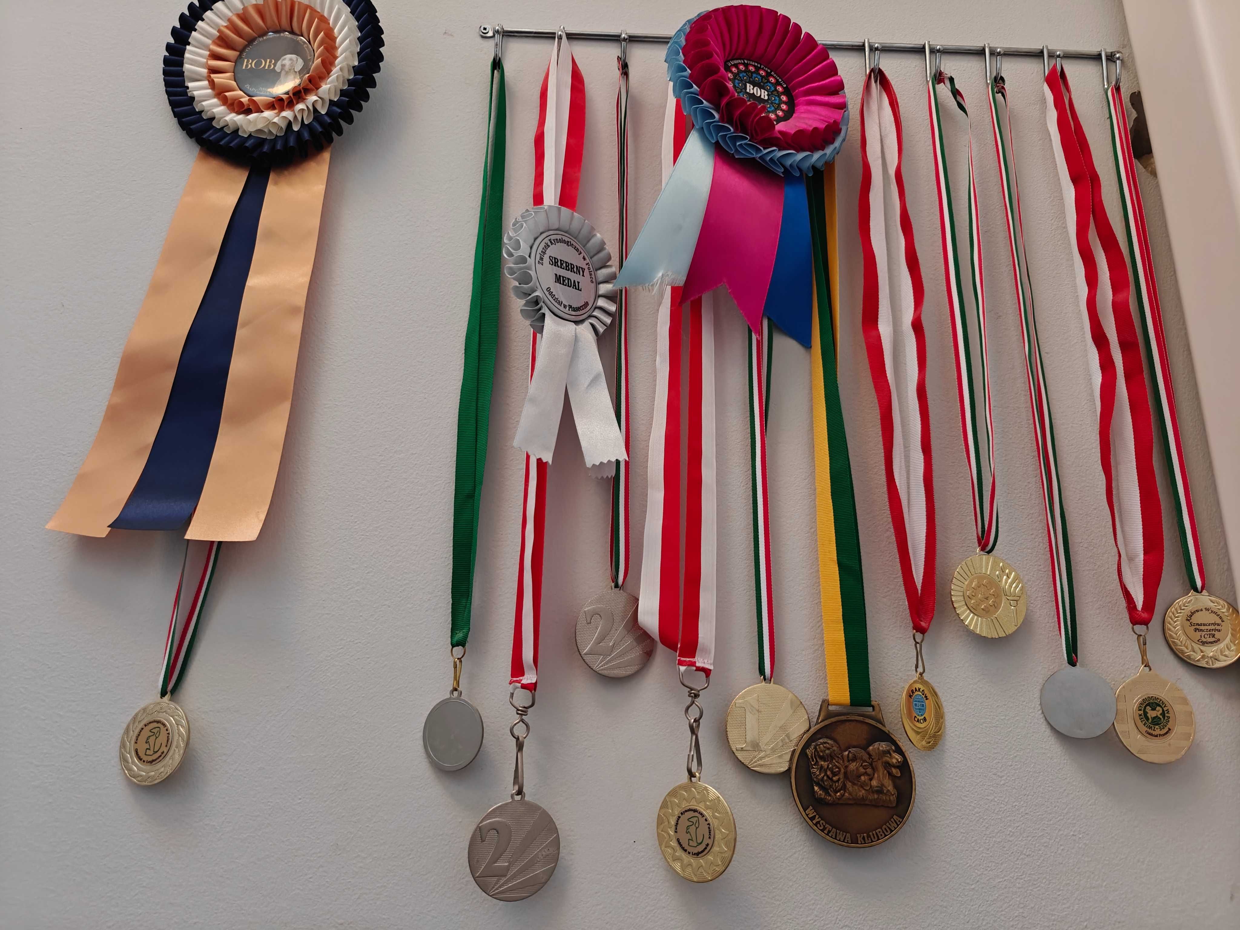 Samiec dobermana po Championie z bardzo dobrym rodowodem ZKwP (FCI)