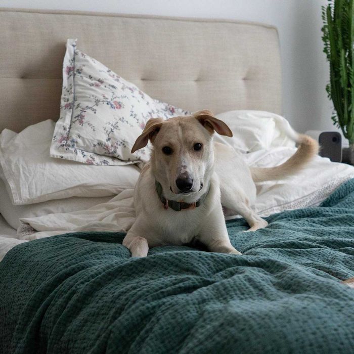 Pies Chart x Labrador PILNIE do adopci PROSIMY O POMOC Fundacja