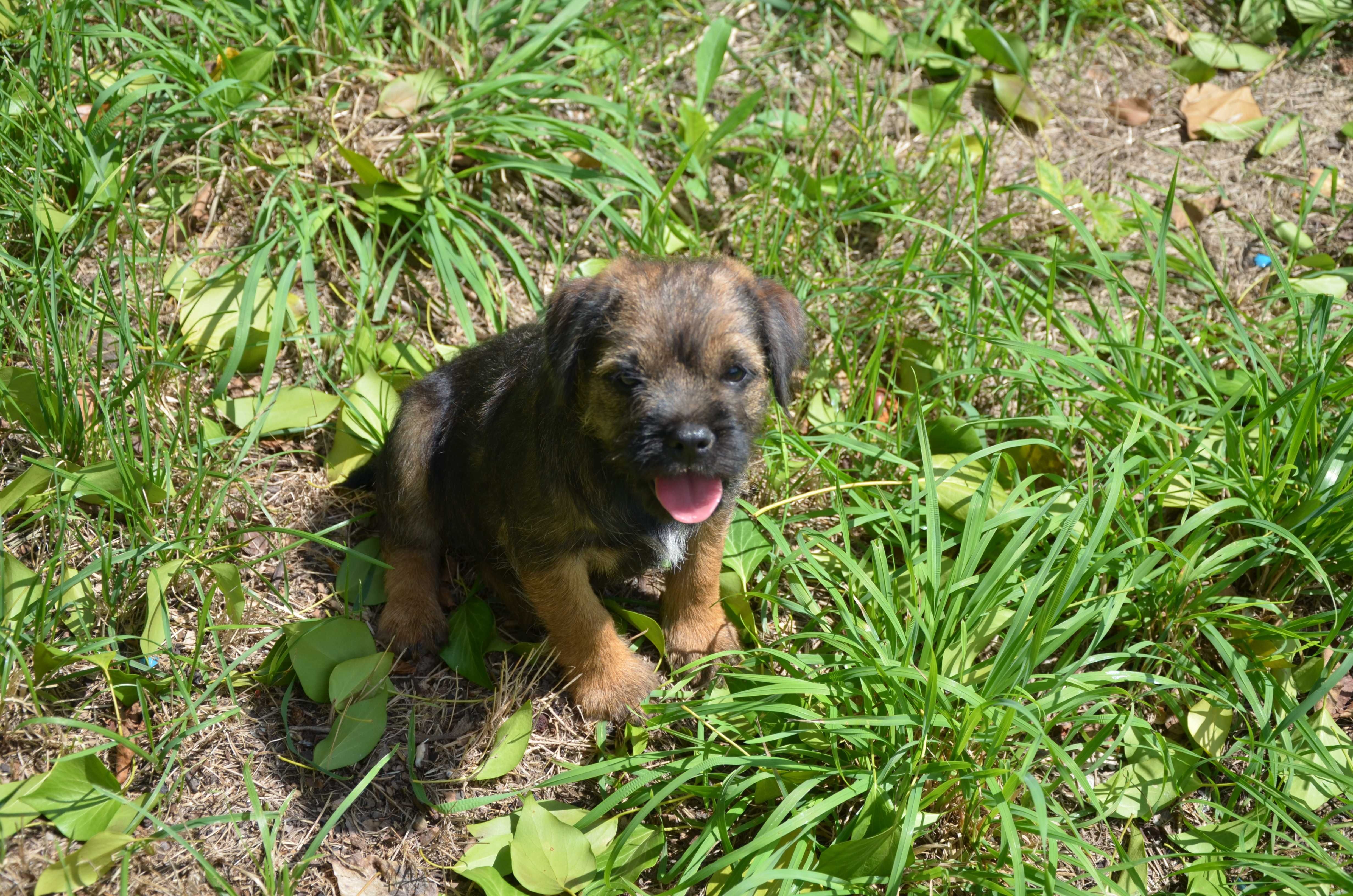Border Terrier szczenię ZKwP, FCI rezerwacja, lipiec 2025