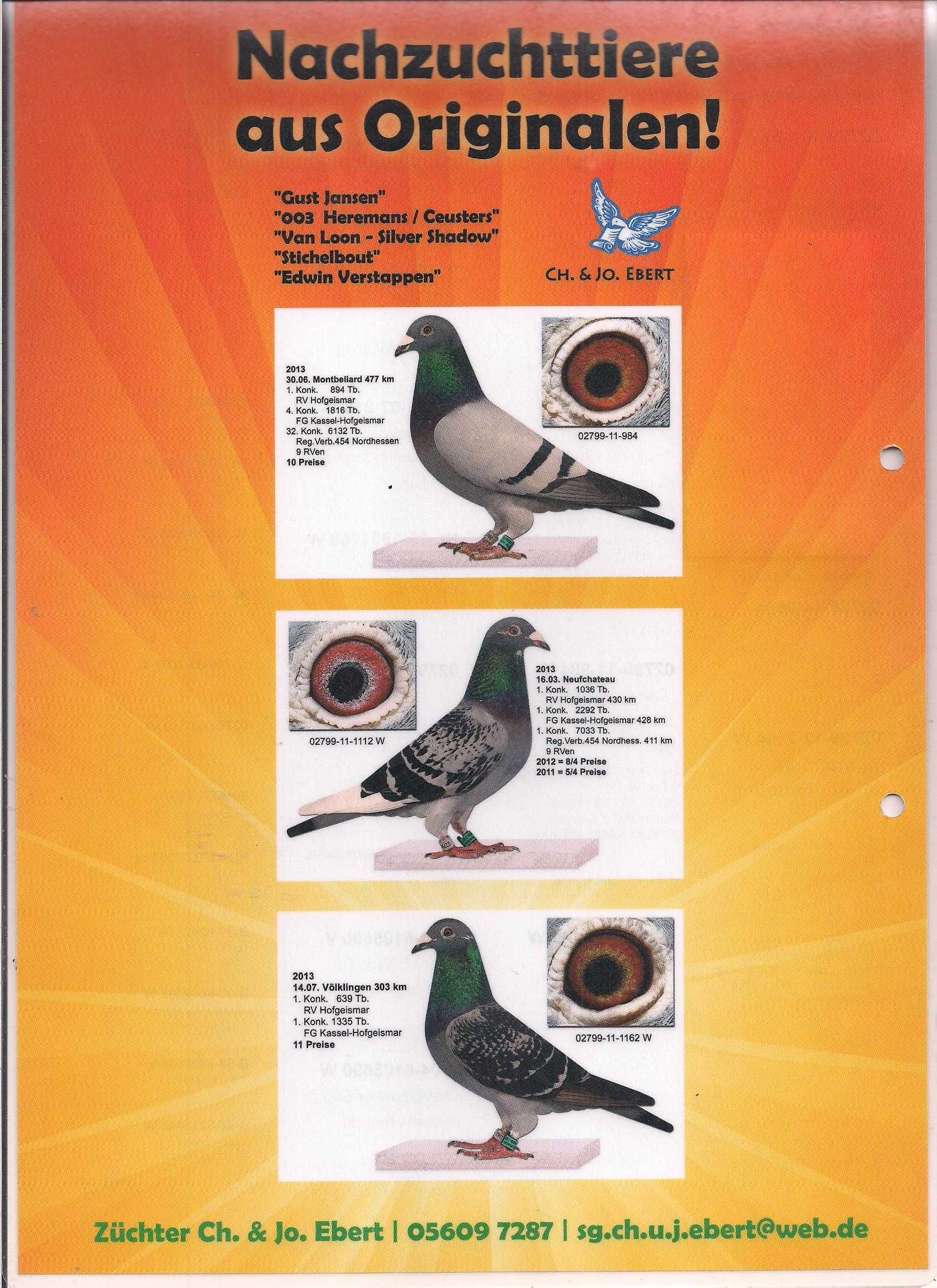 Młode 2024 Para nr 32 Stichelbout/Heremans cust gołąb gołębie pocztowe