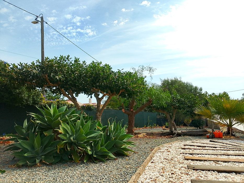 Arborismo avaliação e poda de árvores