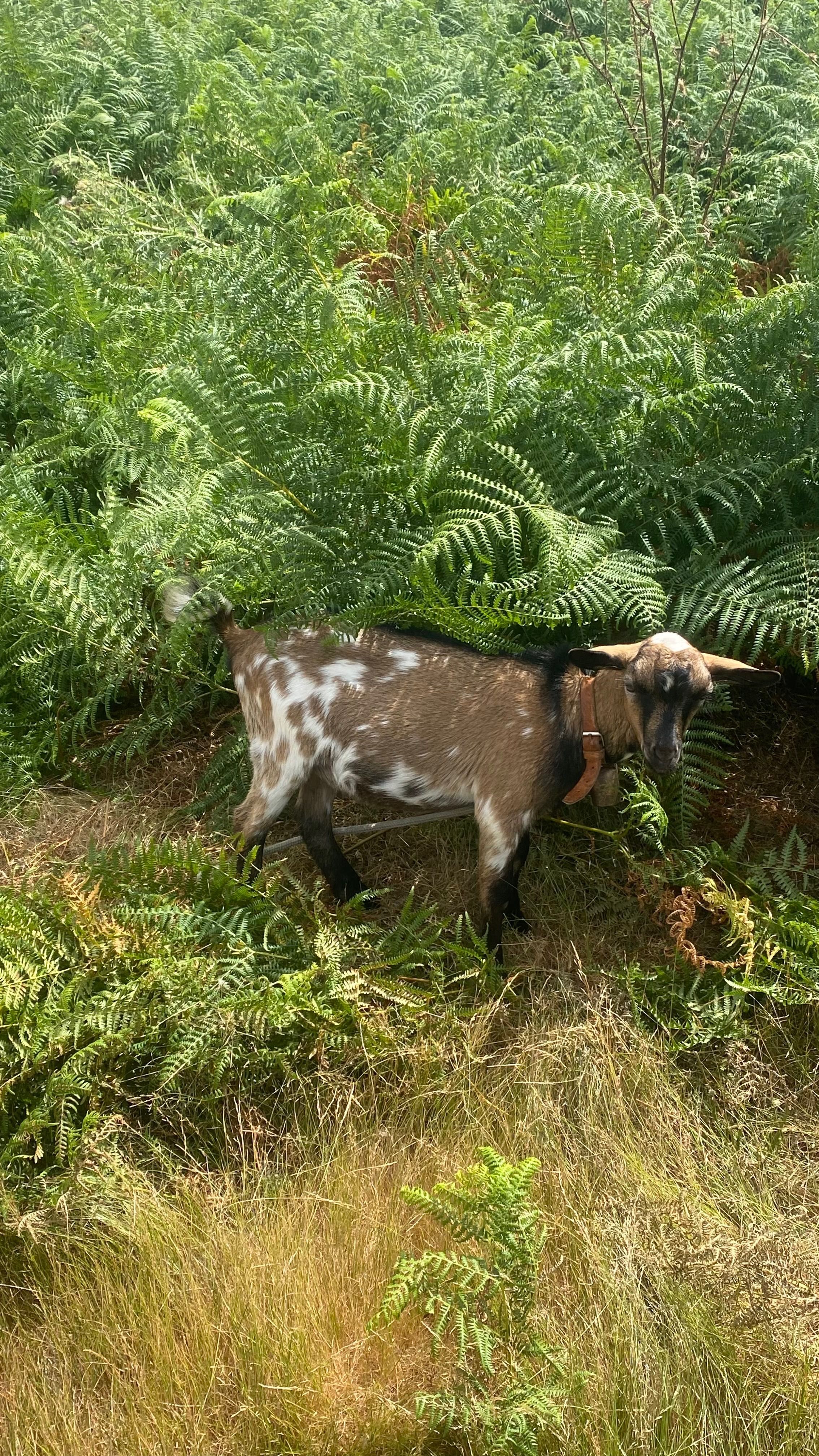 Cabrito anão  ( sem cornos )