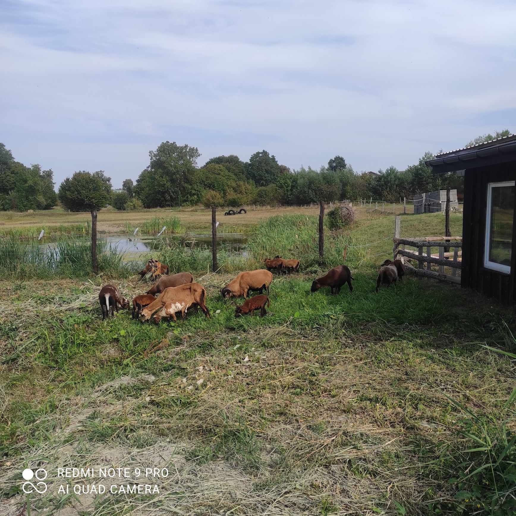 Sprzedam barany kameruńskie,zarejestrowane i za kolczykowane.