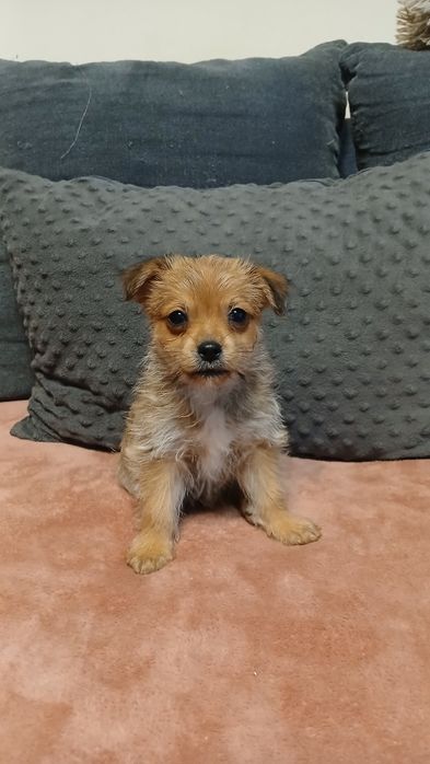 Do adopcji malutki piesek