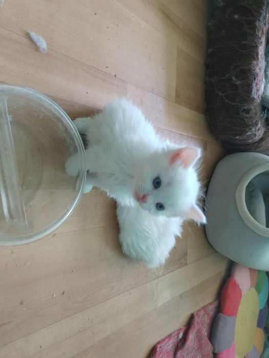 Ragdoll kociczka