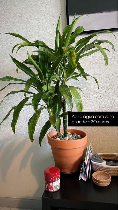 Plantas com Vaso (Costela de Adão, Mostera, etc)