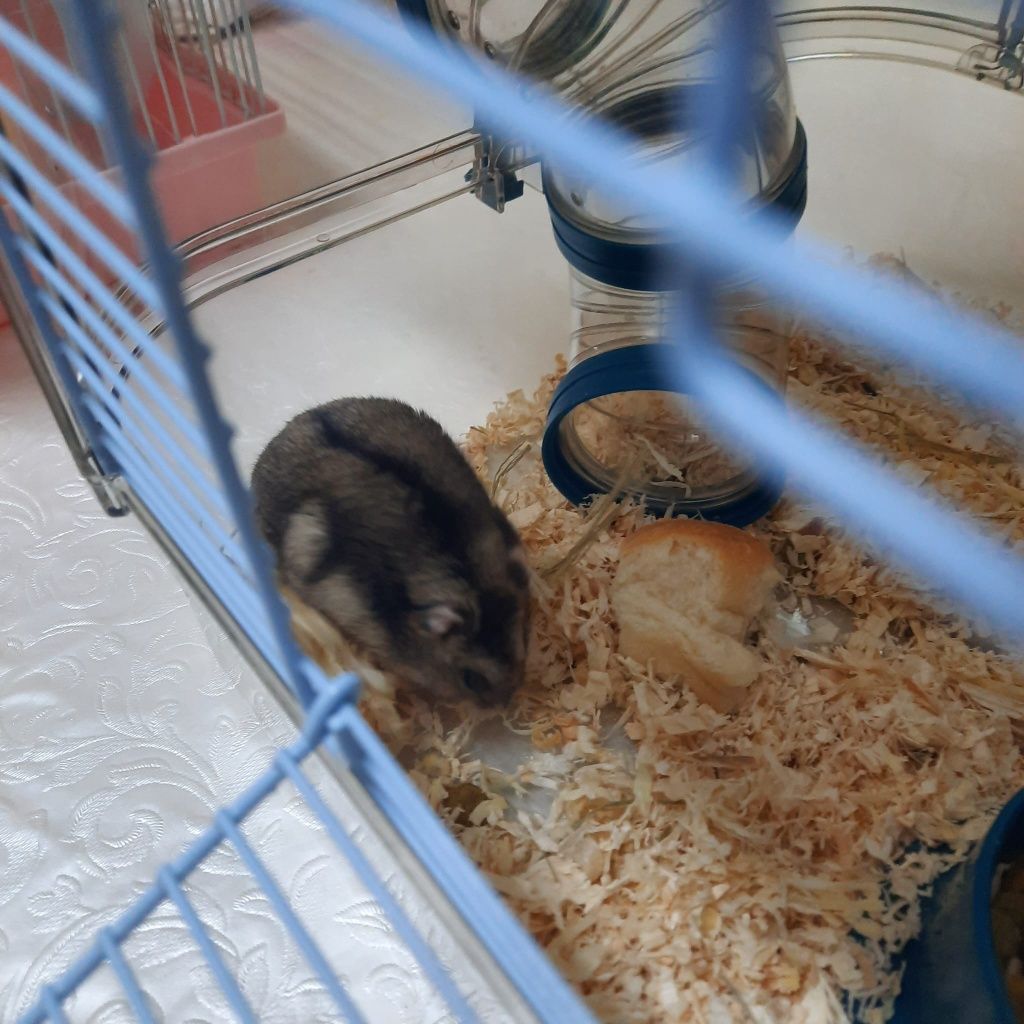 Hamster com kit completo e gaiola pequena de oferta