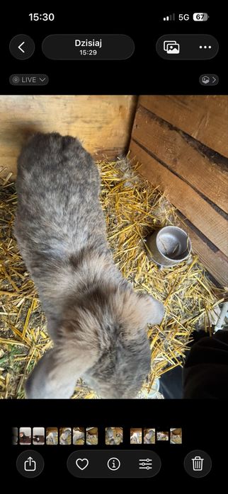 Królik rasy baran francuzki