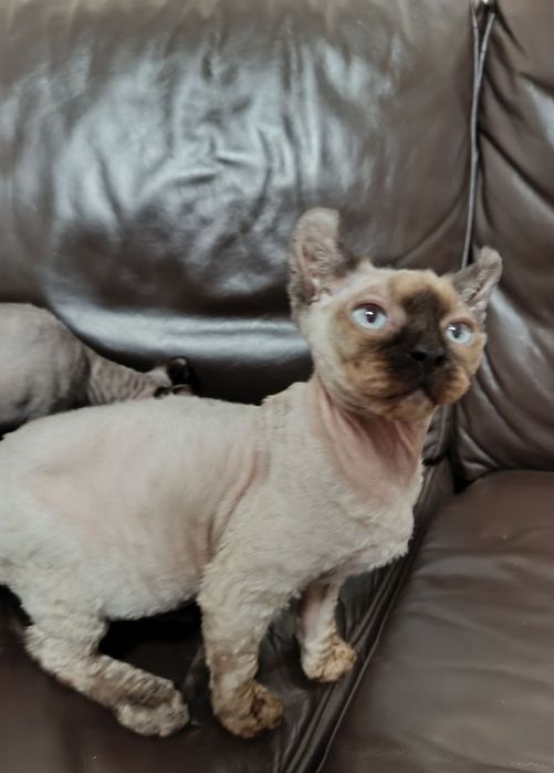 Шикарная девочка эльфийка.