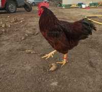 Kogut Karmazyn/Rhode Island Red