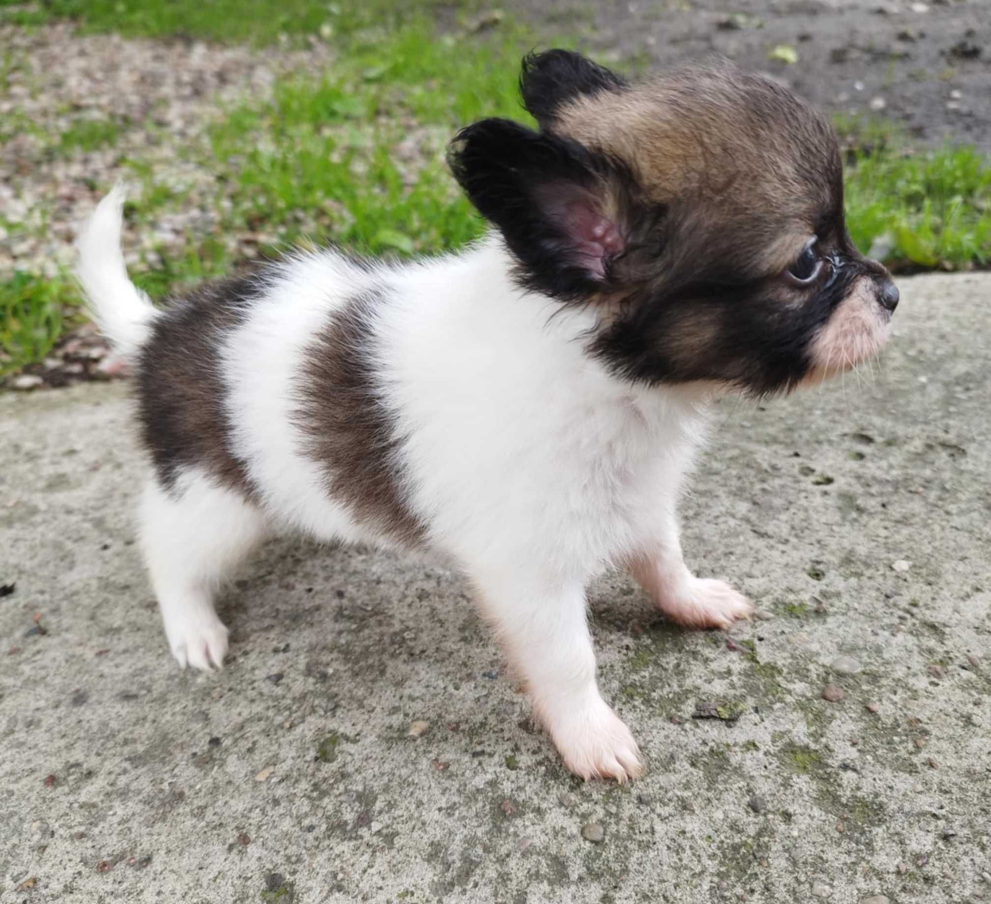 Chihuahua - szczeniak