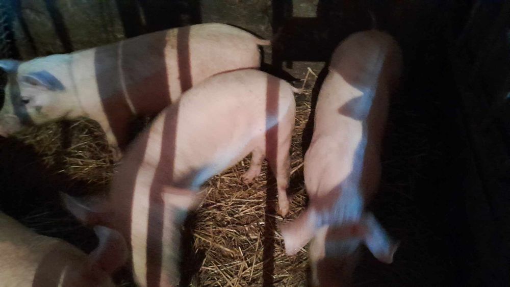 Продаємо поросятка