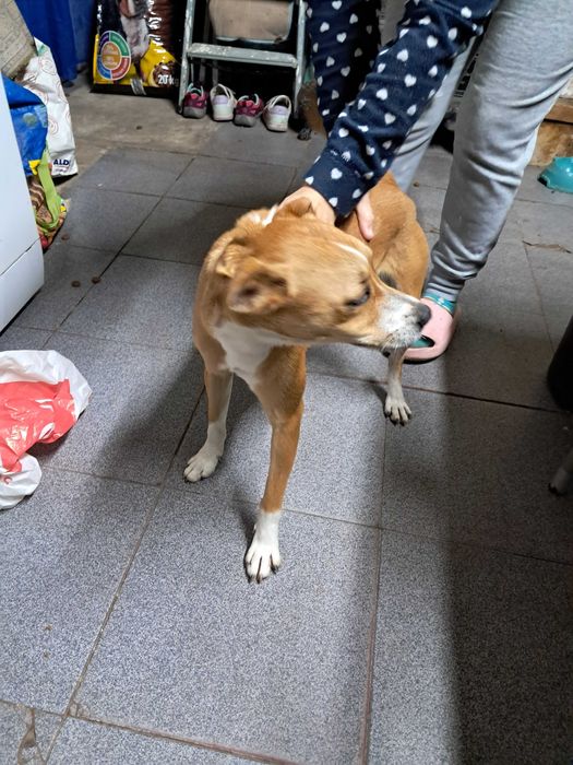 Dois cães 1 castanho outro castanho e branco
