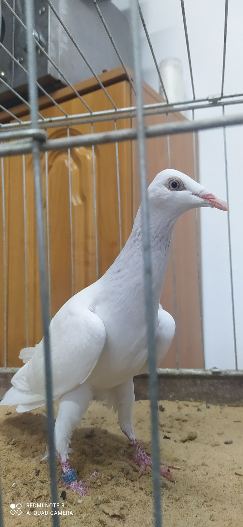 Srebrniak Srebrniaki Perłowy Samica