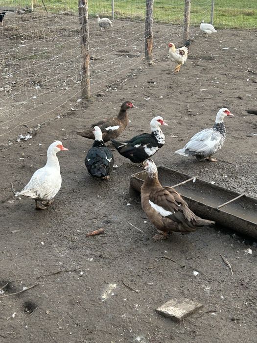 Kaczki  francuskie mlode i stare