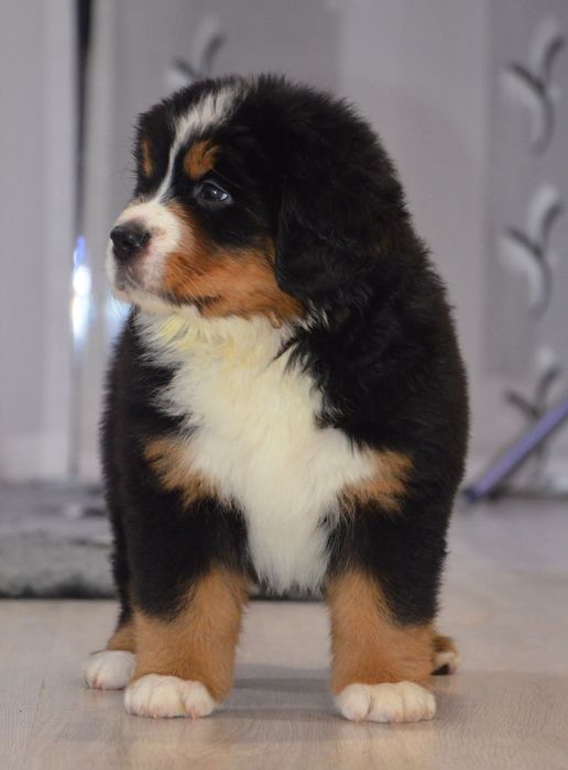 Berneński Pies Pasterski