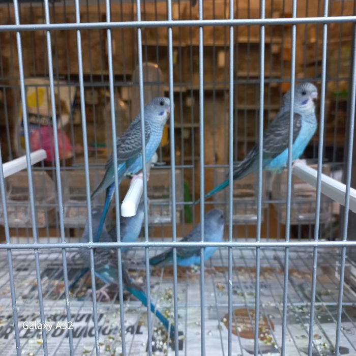 Asas negras e portadores blek feice