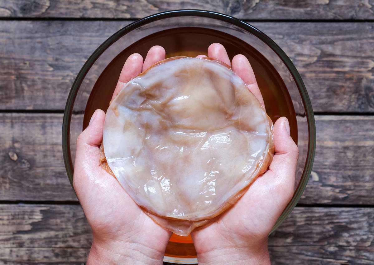Ciemna kombucha (kombucza) do zielonej herbaty, herbaty z ziół 10 cm