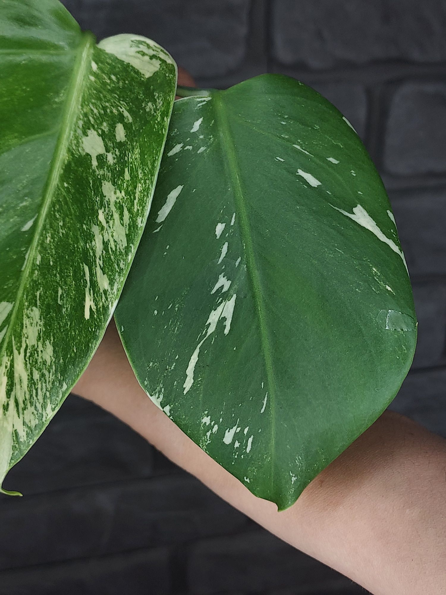 Monstera Variegata #1