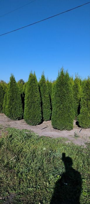 Туї Смарагд, Туя Даніка, туі Колумна