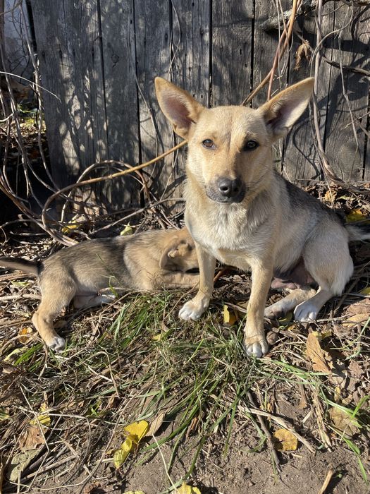Кнопі 2 місяця. Буде маленька. Киів і область
