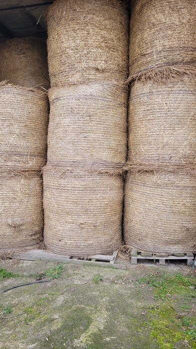 Siano suche pogodnie sprzątnięte