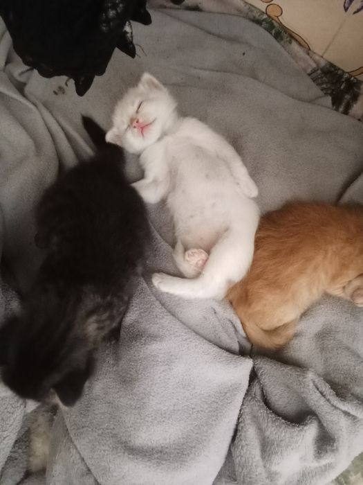 Dou gatinhos bebés