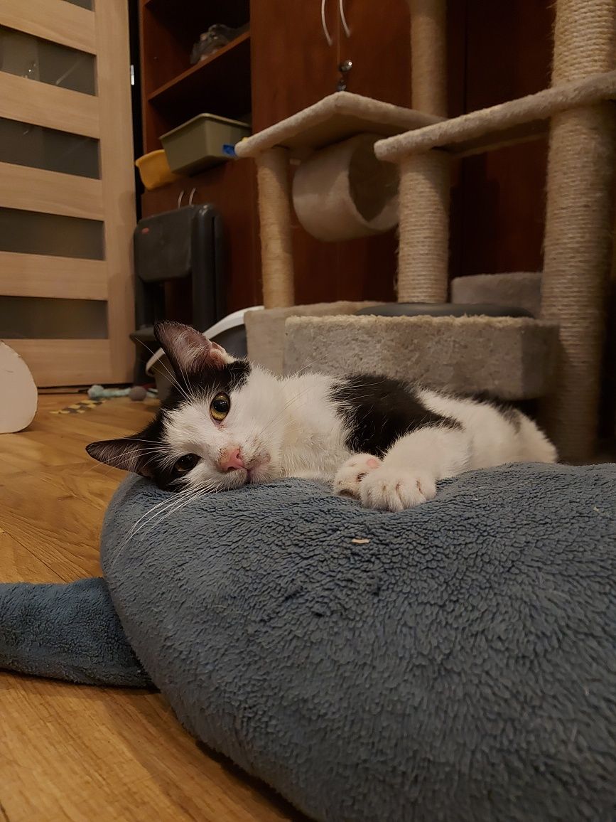 Kitku - młodziutki kocurek do adopcji!