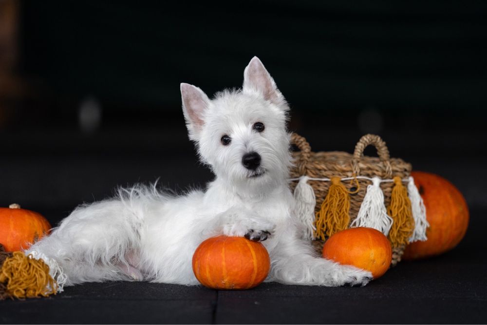 West Highland White Terrier  від найкращих предсавників породи