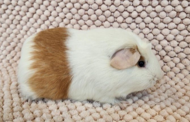 Морская свинка цветной крестед