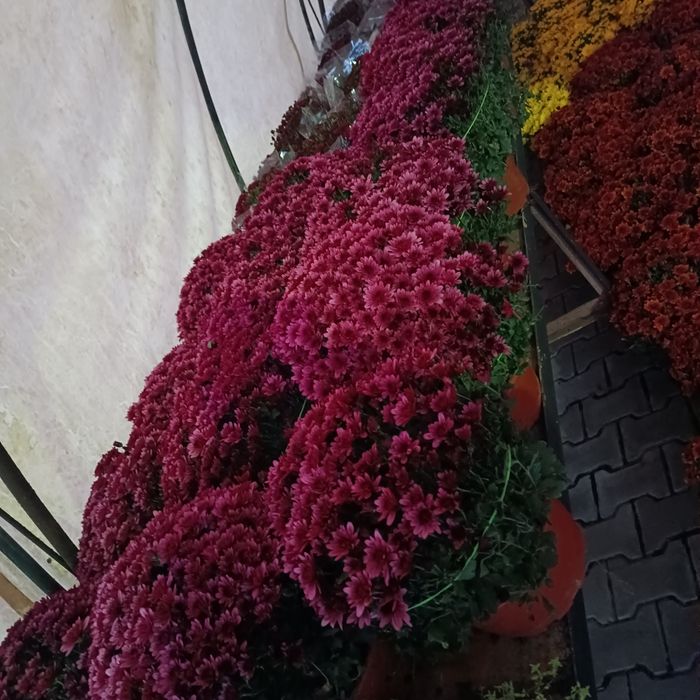 Chryzantemy , Dąbki