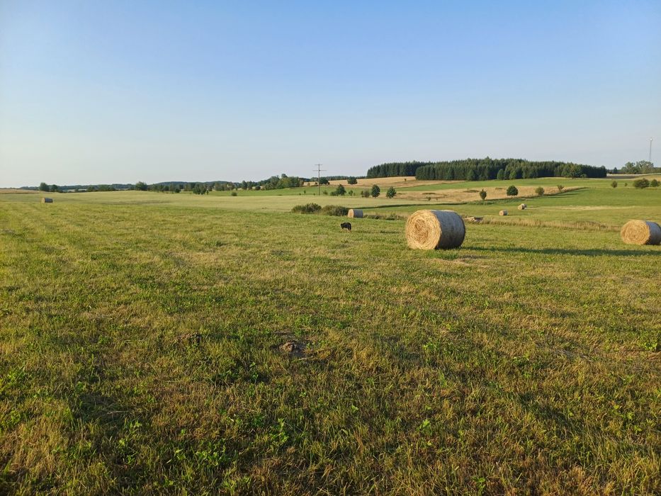 Sprzedam siano około 200 balotów