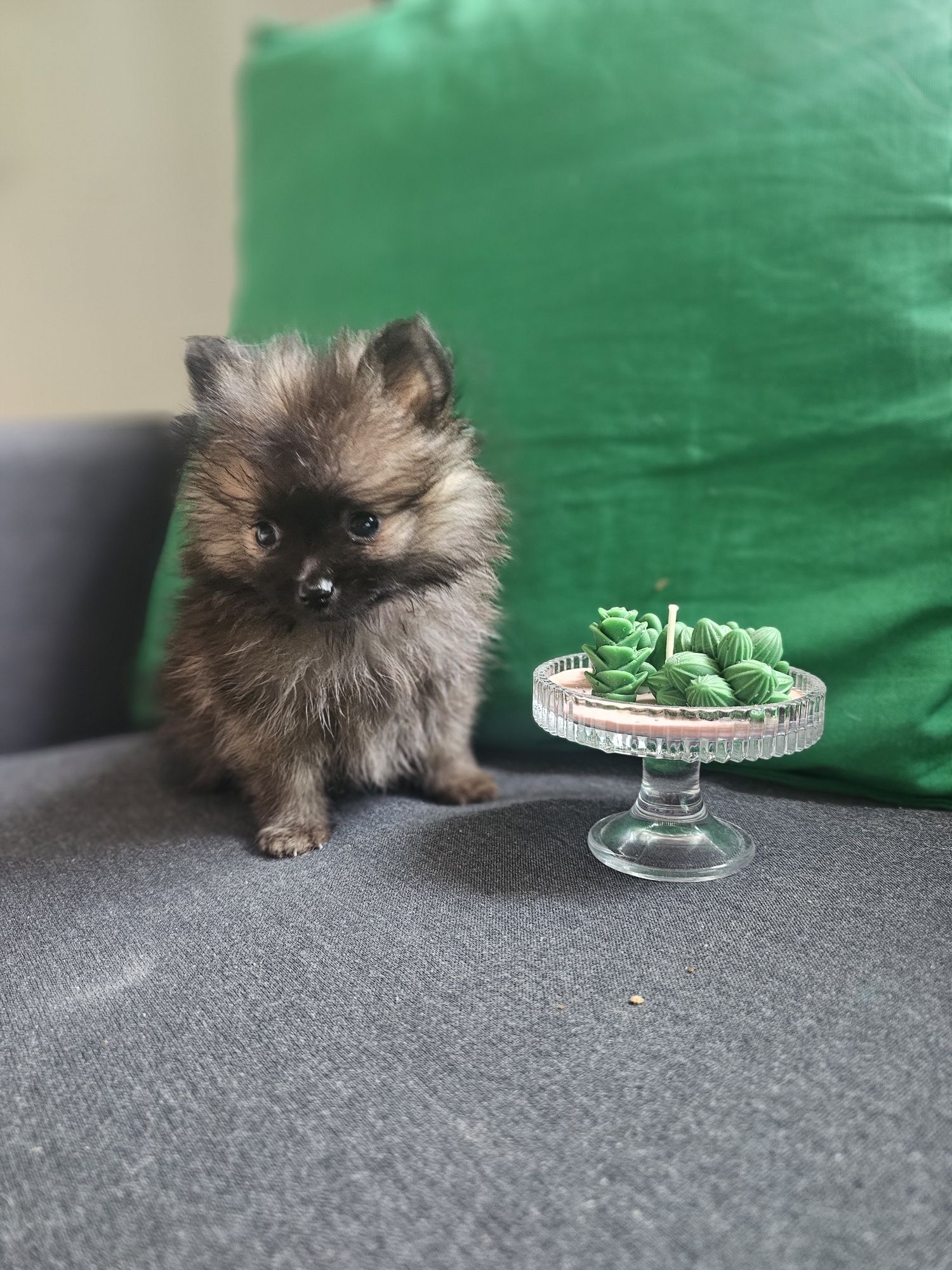 Szpic miniaturowy