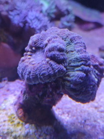 Lobophyllia 2 głowy koralowiec morski