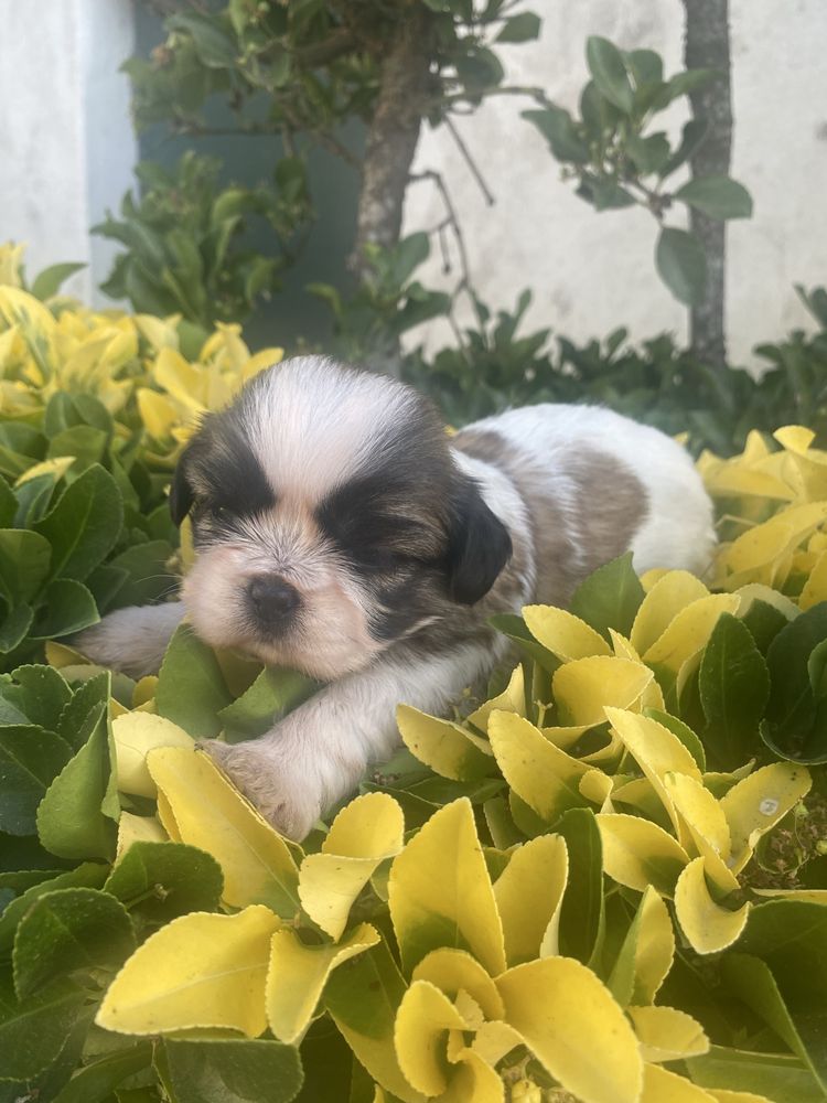 Shi-tzu super top   femea excelente