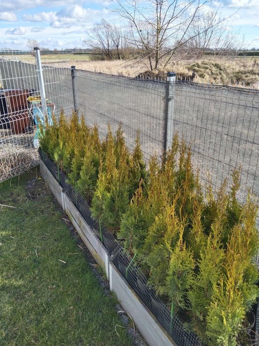 Tuja szmaragd 30-45cm i 60-75cm