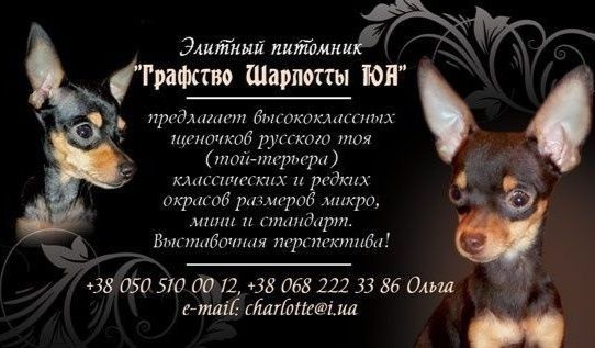 Шикарная тойка-брюнетка с перспективами! Док.КСУ.Чип,привита